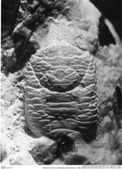Historisches Foto von Galatheites zitteli (Moericke, 1889) (NHMW-AFW-GEO-BACHMAYER-FOTO-1990-0041-0659)